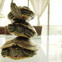 WUE Tower Turtles