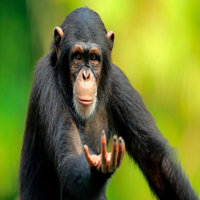 Oungaa Boungaa Gaming