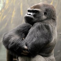 Silberrücken in der Kluft