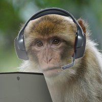 CrazyMonkey Gaming