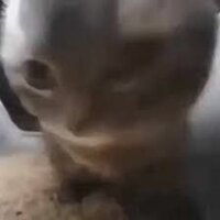 Chipi Chipi Chapa Chapa Dubi Dubi Daba Daba