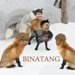Binatang N Friends