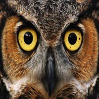 Owls Clutch Gaming