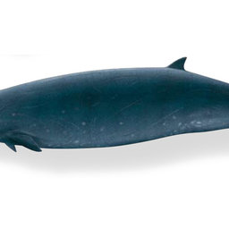 HWale Camperdown-Wal