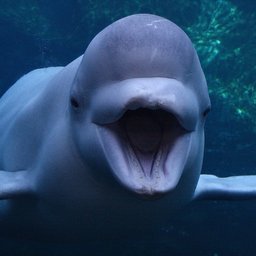HWale Beluga
