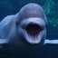 HWale Beluga