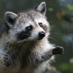 MrRaccoon