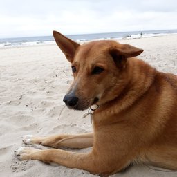 Average Sett Enjoyer