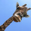 Giraffe1999