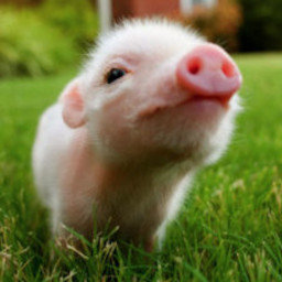 SmallCutePig