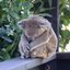 Pudgy Koala