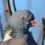 AngryPidgeon02