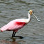 x7 Spoonbill