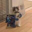 KoalaLover