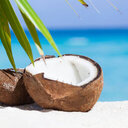 Coconut020