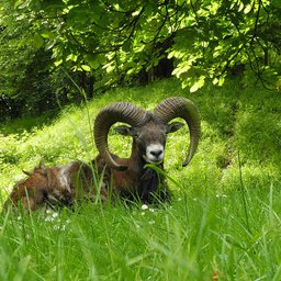 Maganus Supremus Maximus