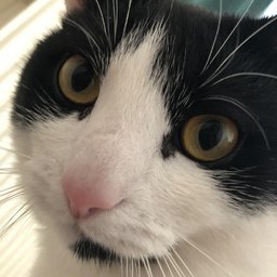 tezu
