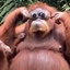 Orang Utan